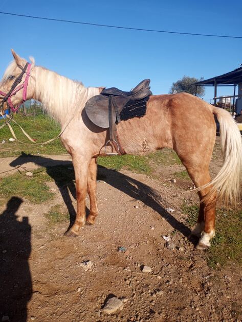 vendo ou troco macho bem manso e bem engatado . Cavalos