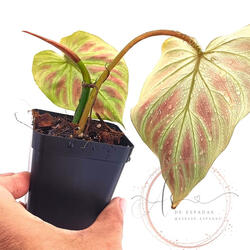 Philodendron Verrucosum. Plantas