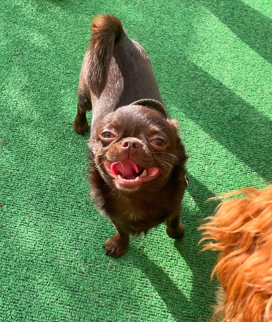 Creche Canina Porto . Cães