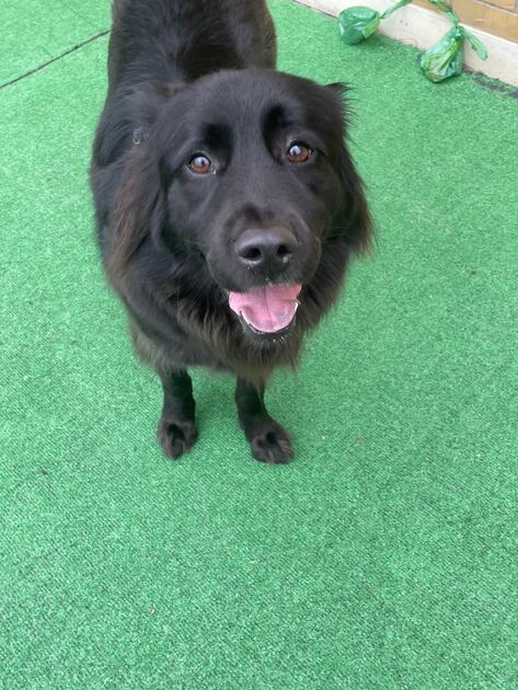 Creche Canina Porto . Cães