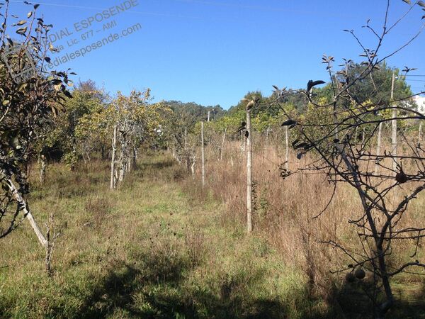 Quinta com casa antiga em Palmeira Faro / Esposend. Casa e apartamentos para vender