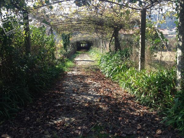 Quinta com casa antiga em Palmeira Faro / Esposend. Casa e apartamentos para vender