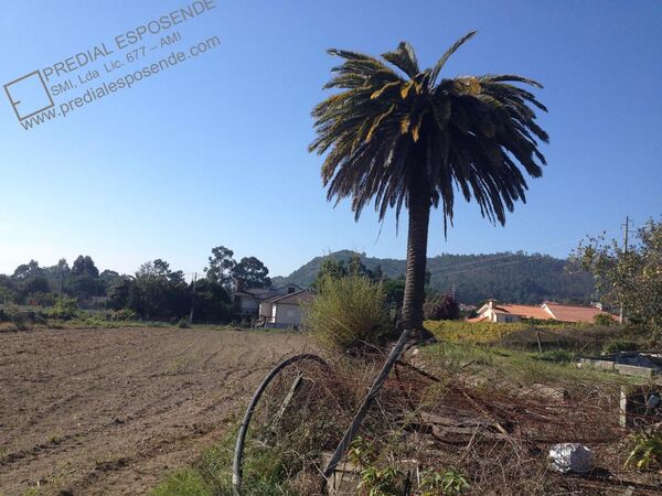 Quinta com casa antiga em Palmeira Faro / Esposend. Casa e apartamentos para vender