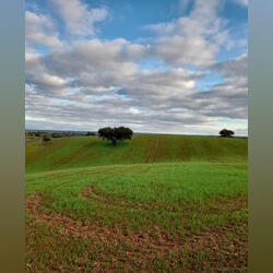 Monte alentejano com terreno. Terreno Rústico