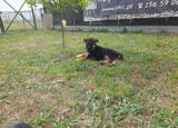 Cachorro Pastor Alem´ão. Cães