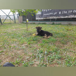 Cachorro Pastor Alem´ão. Cães