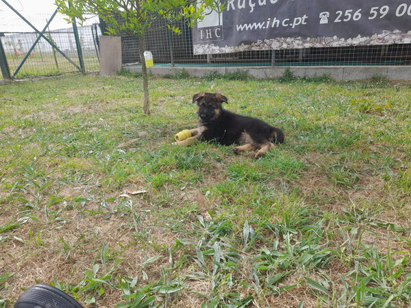 Cachorro Pastor Alem´ão. Cães
