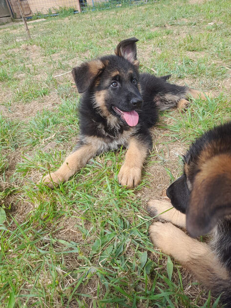 Cachorro Pastor Alem´ão. Cães