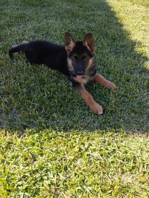 Cachorro Pastor Alem´ão. Cães