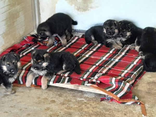 Cachorro Pastor Alem´ão. Cães