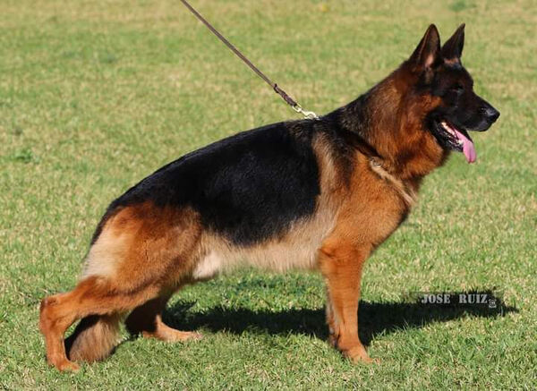 Cachorro Pastor Alem´ão. Cães