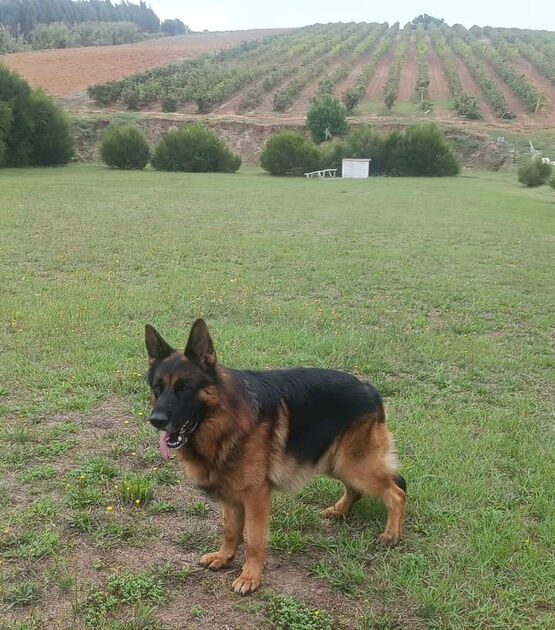 Cachorro Pastor Alem´ão. Cães