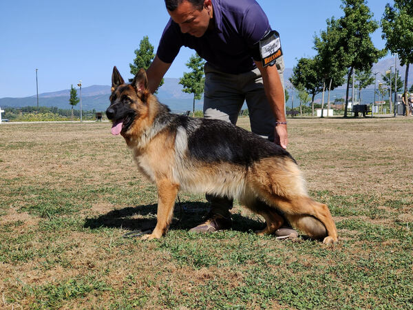 Cachorro Pastor Alem´ão. Cães