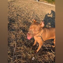 Pitbull fêmea . Cães. Barreiro.  Adoção    1-3 anos Feminino Microchip Vacinado