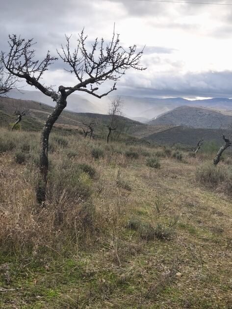 Terreno rústico em sequeiros . Terreno Rústico