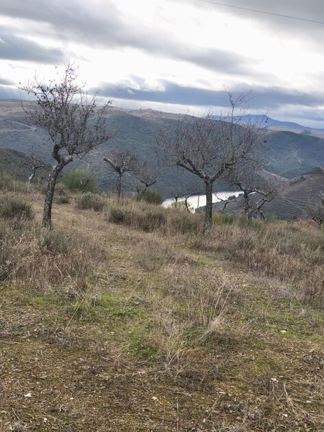 Terreno rústico em sequeiros . Terreno Rústico