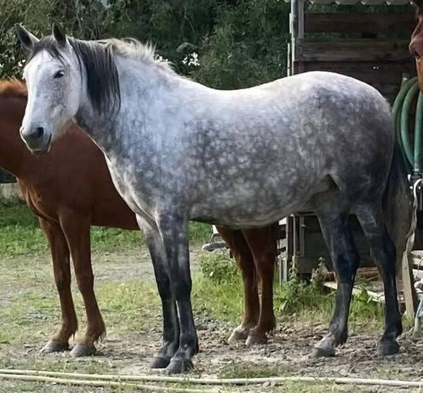 vendo ou troco duas eguas mansa e montadas . Cavalos