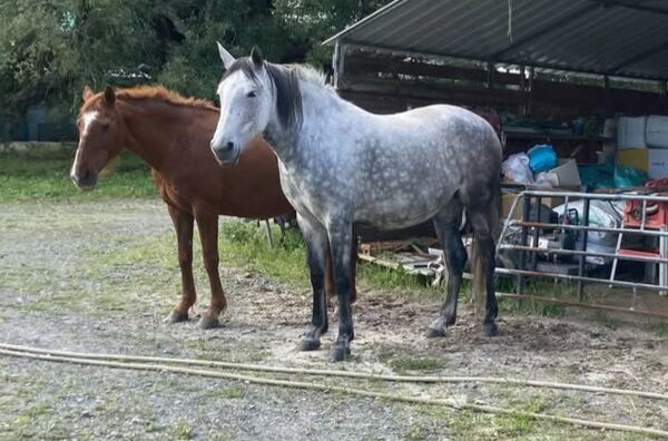 vendo ou troco duas eguas mansa e montadas . Cavalos