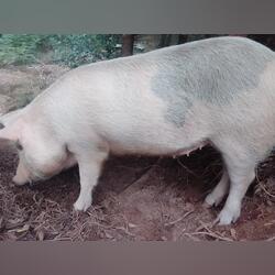 Porca criada no monte. Animais de Quinta