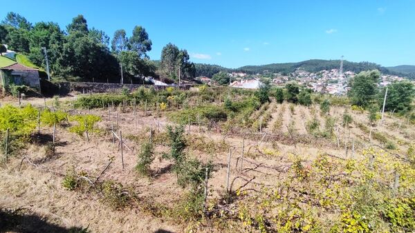Quinta. Quintas