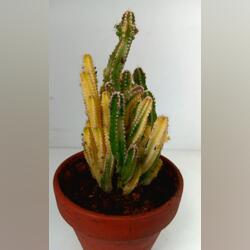 Cactus variegata . Plantas