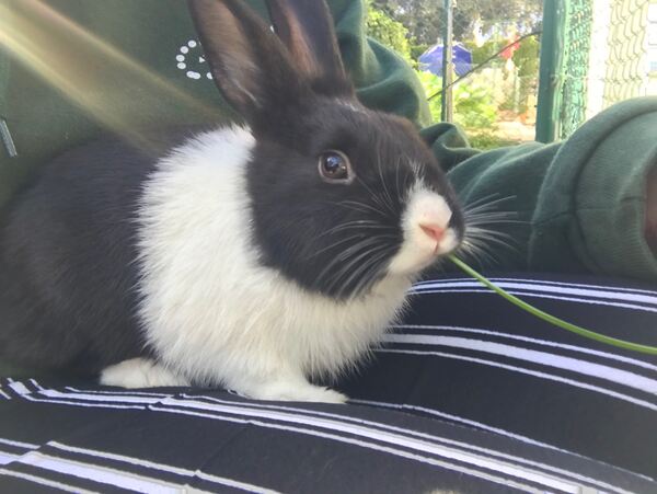Vendo coelho com urgência . Coelhos