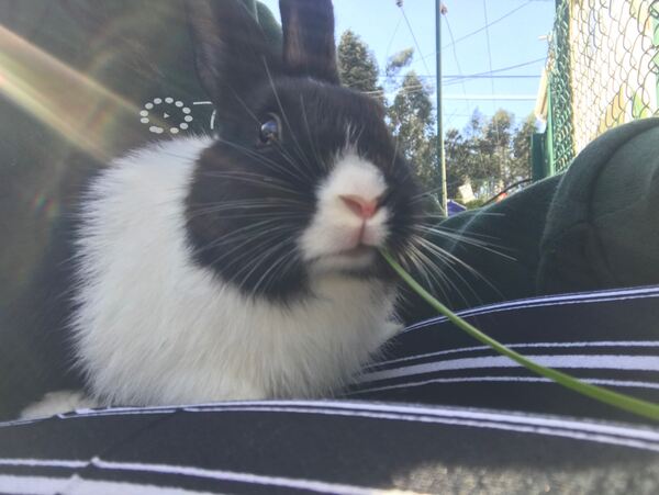 Vendo coelho com urgência . Coelhos