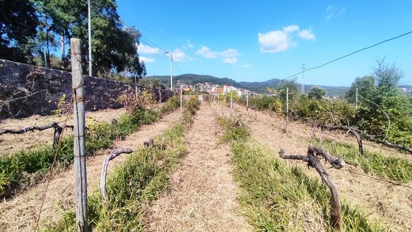 Quinta de S. Cláudio em Curvos / Esposende (2932). Quintas