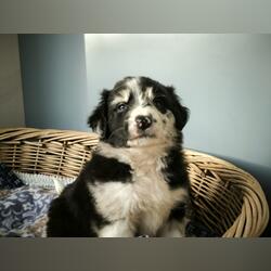 Border collie blue merle. Cães