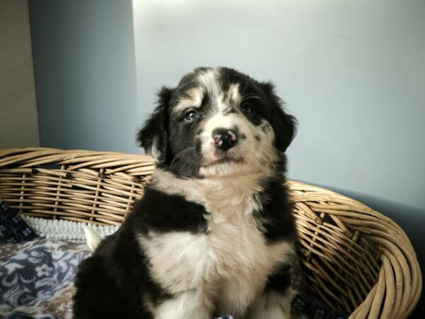 Border collie blue merle. Cães