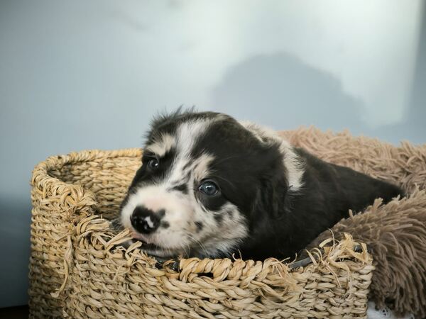 Border collie blue merle. Cães
