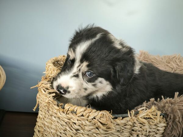 Border collie blue merle. Cães