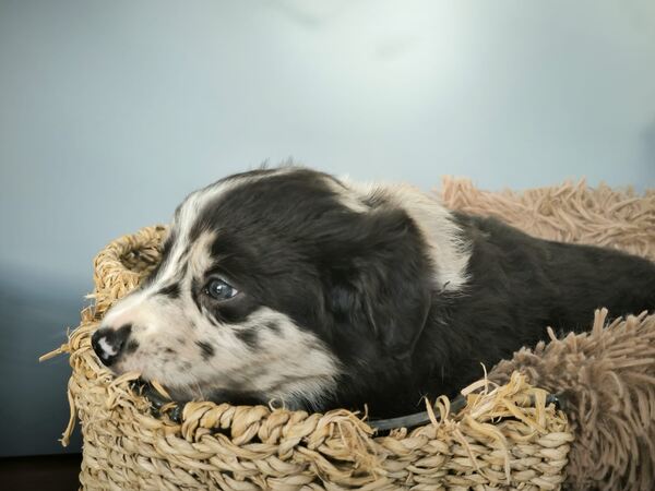 Border collie blue merle. Cães