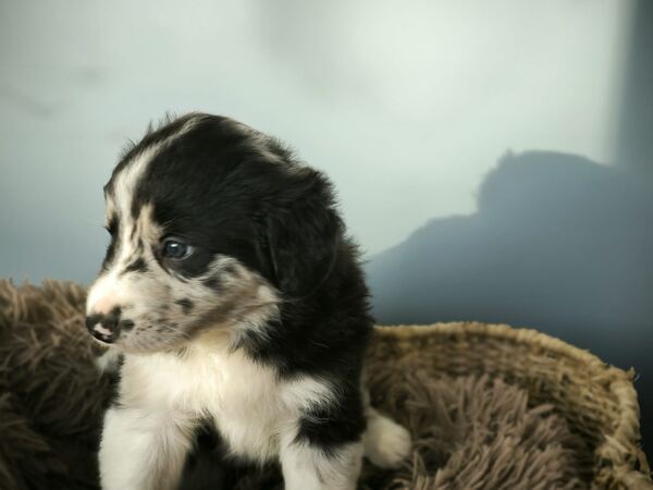 Border collie blue merle. Cães