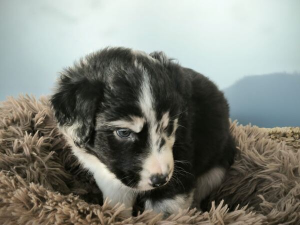 Border collie blue merle. Cães