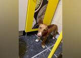 Podengo português. Cães. Funchal. Adoção     1-3 anos Masculino Microchip Vacinado