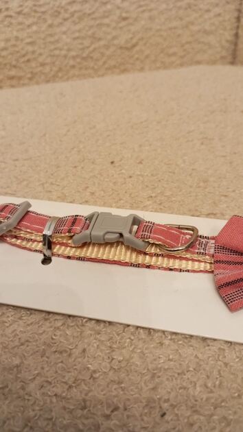 Coleira para gato - Nova. Camas para animais de estimação