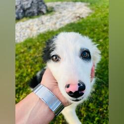 Border collie . Cães