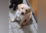 Labrador Retriver pronto para entrega. Cães