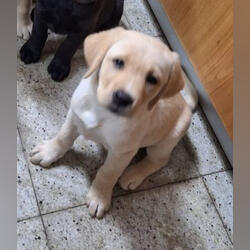 Labrador Retriver pronto para entrega. Cães