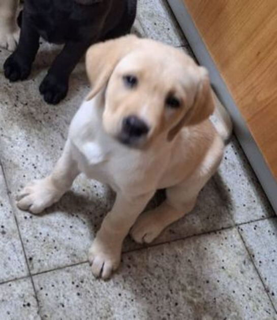 Labrador Retriver pronto para entrega. Cães