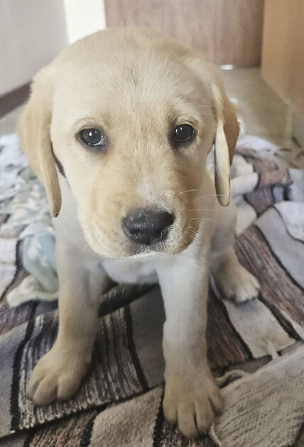 Labrador Retriver pronto para entrega. Cães