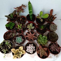 20 suculentas sortidas . Plantas