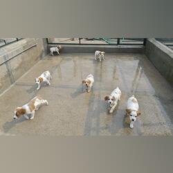 cães da Raça Epagneul Bretão. Cães