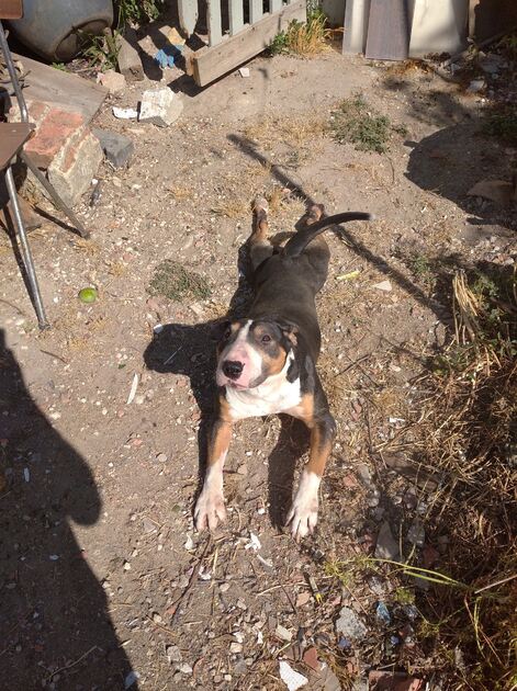 cão Bull terrier adoção . Cães