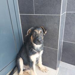 Cachorro Pastor Alemão . Cães