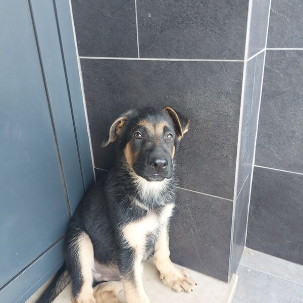 Pastor Alemão Macho – Pelo Curto – com LOP. Cães