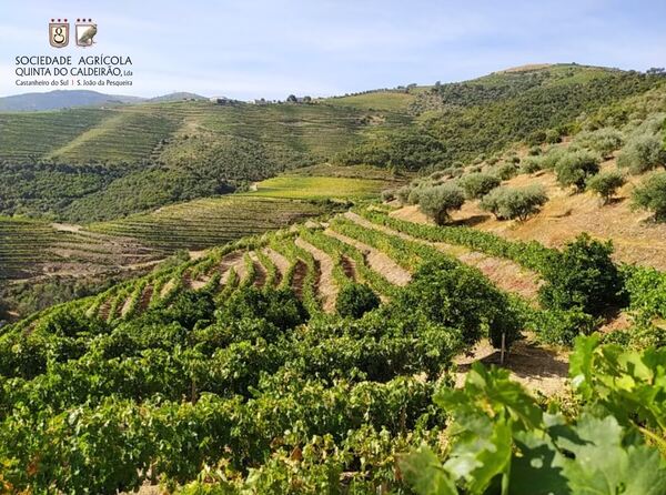 Quinta no Douro Vinhateiro. Quintas