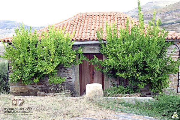 Quinta no Douro Vinhateiro. Quintas