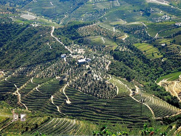 Quinta no Douro Vinhateiro. Quintas